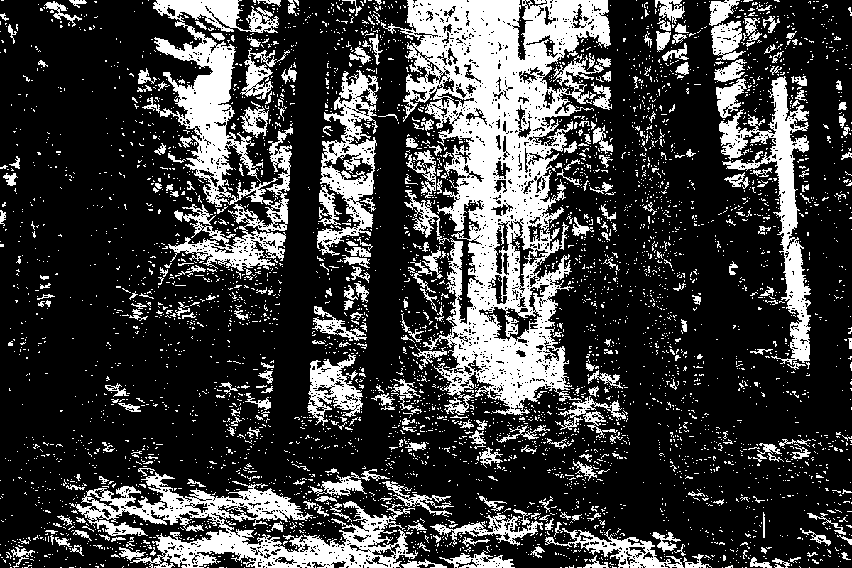 A forest